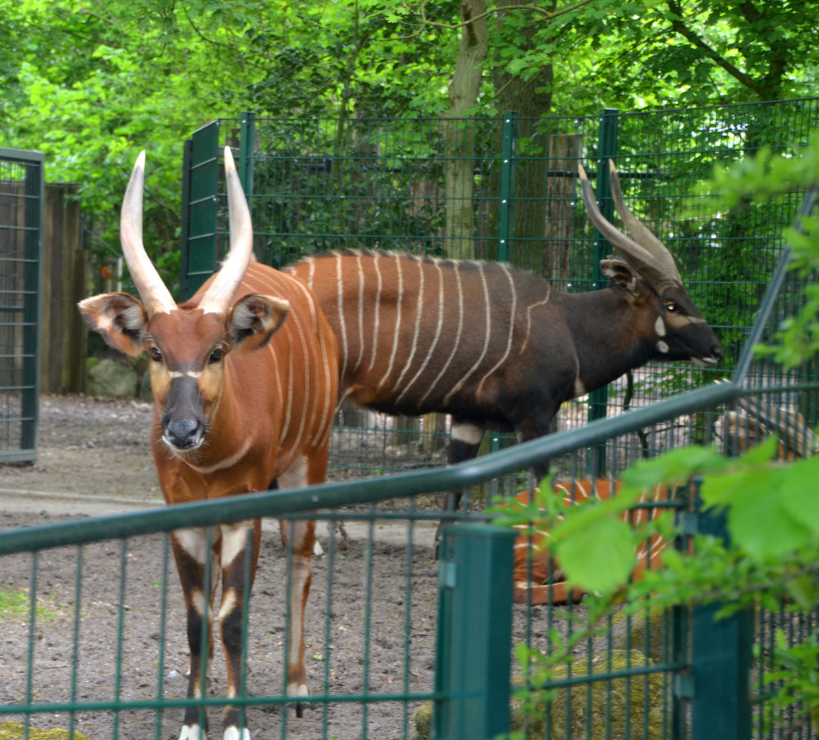 Besuch im Zoo