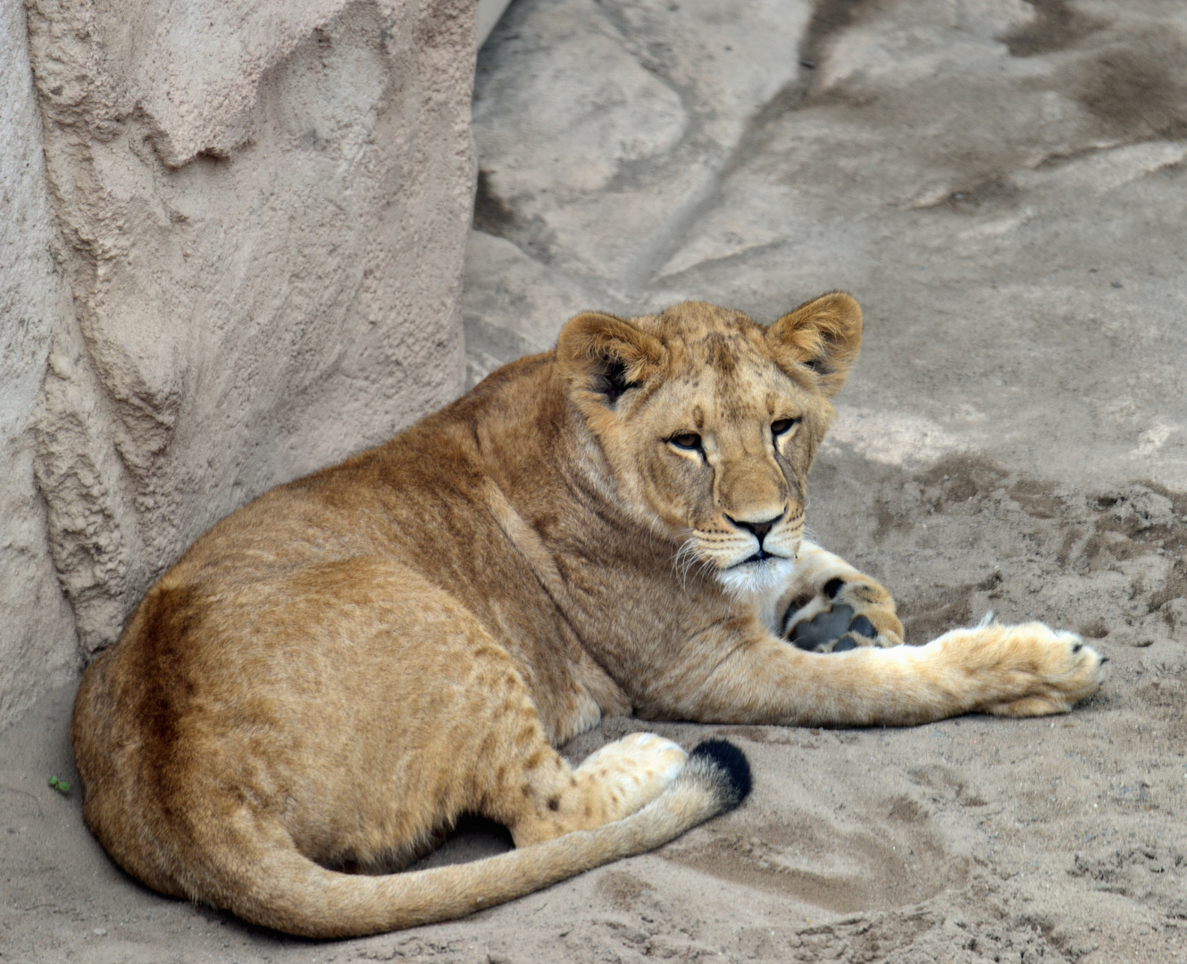 Besuch im Zoo