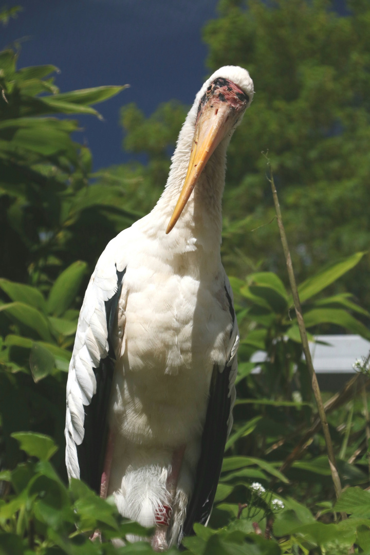 Besuch im Zoo