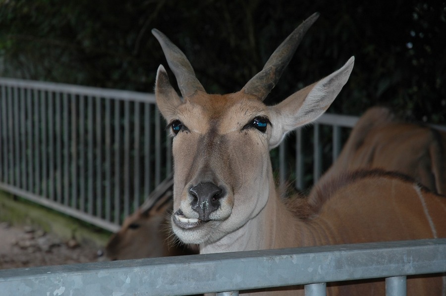 Besuch im Zoo