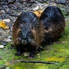 Besuch im Zoo DSC_7039