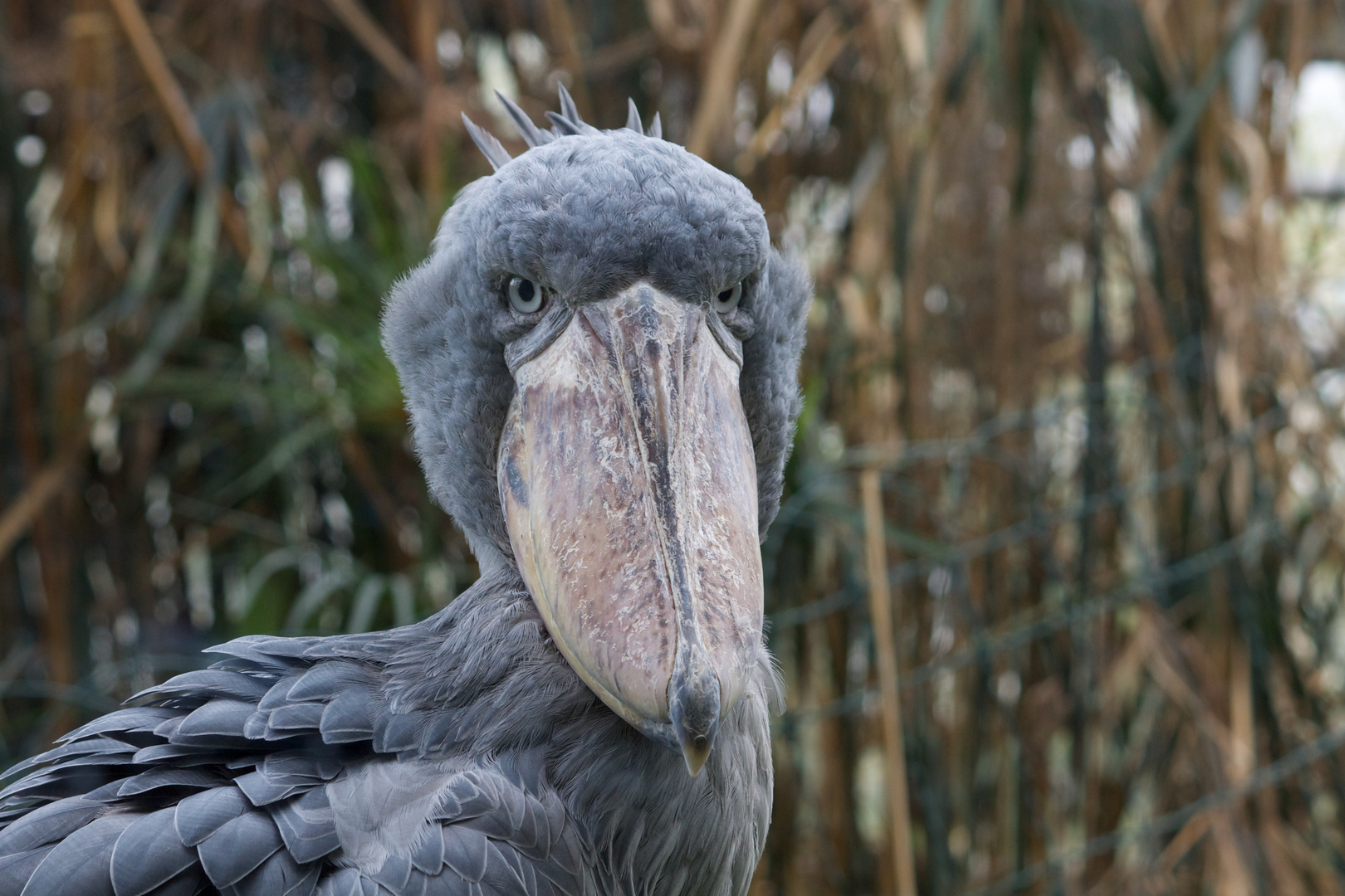 Besuch im Zoo