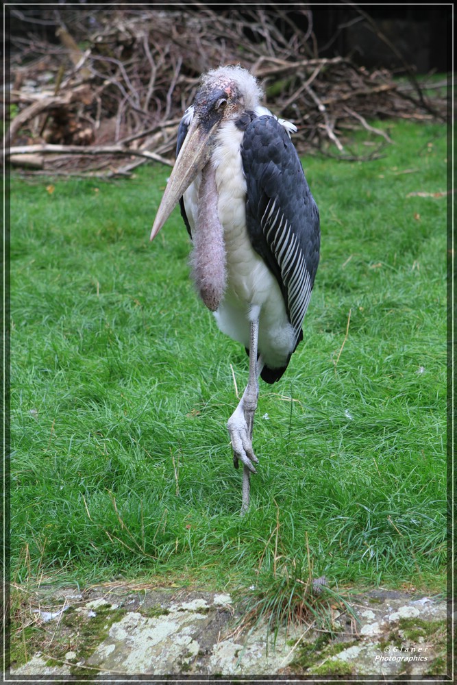 Besuch im Zoo