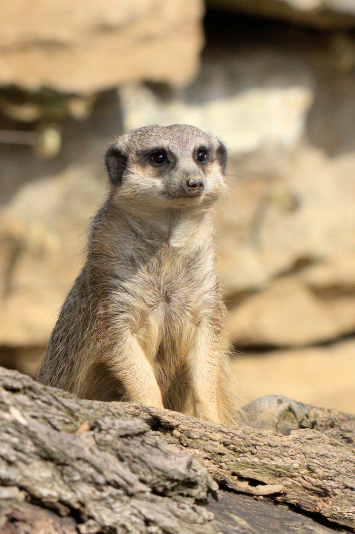 Besuch im Zoo Frankfurt