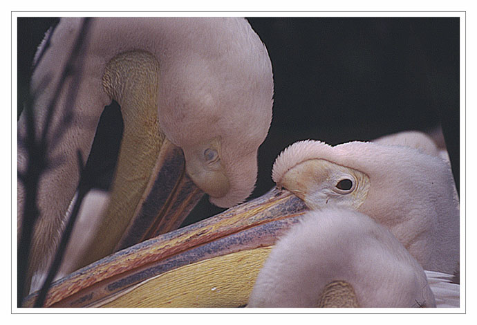 Besuch im Zoo Hannover