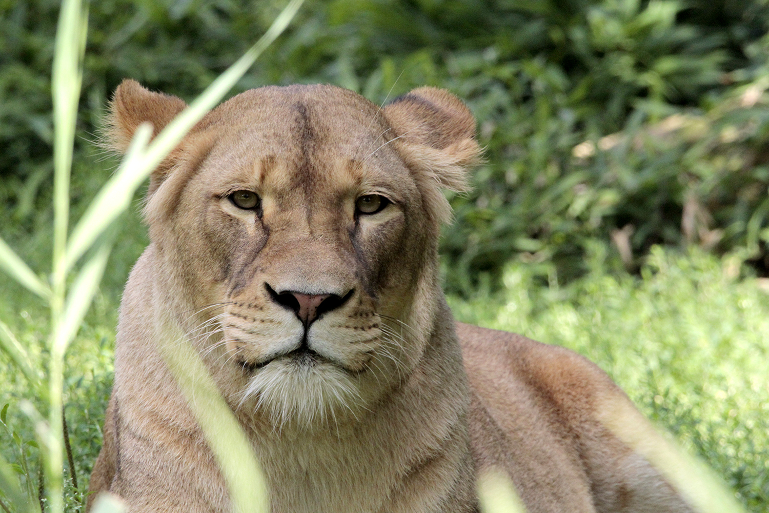 Besuch im Zoo III  