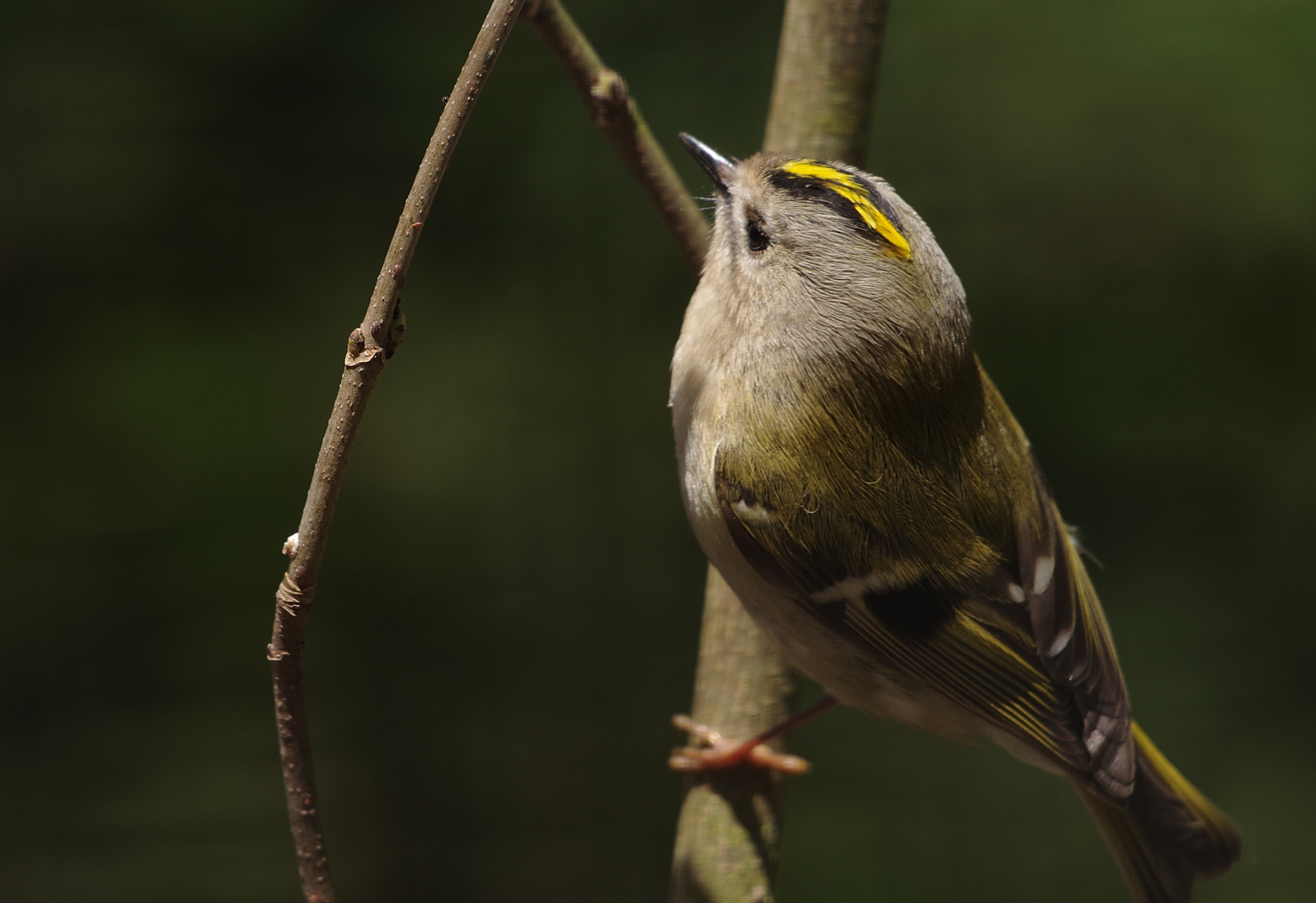 Besuch im Zoo Servion