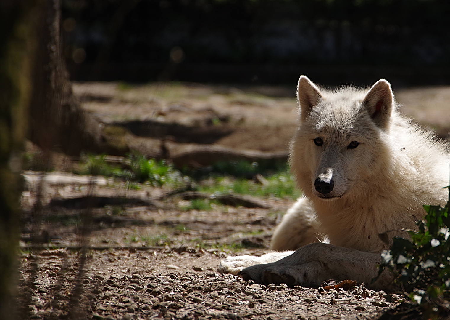 Besuch im Zoo Servion