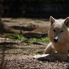 Besuch im Zoo Servion