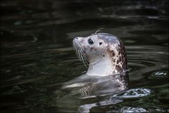 Besuch im Zoo Zürich / 10