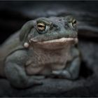 Besuch im Zoo Zürich / 11