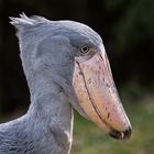 Besuch im Zoo Zürich / 2