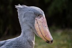 Besuch im Zoo Zürich / 2