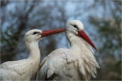 Besuch im Zoo Zürich / 3