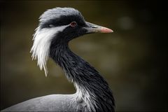 Besuch im Zoo Zürich / 9