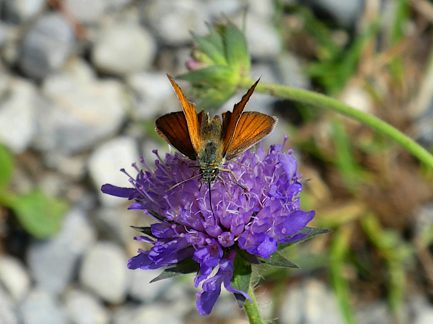 Besuch in den Alpen