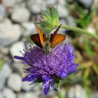 Besuch in den Alpen