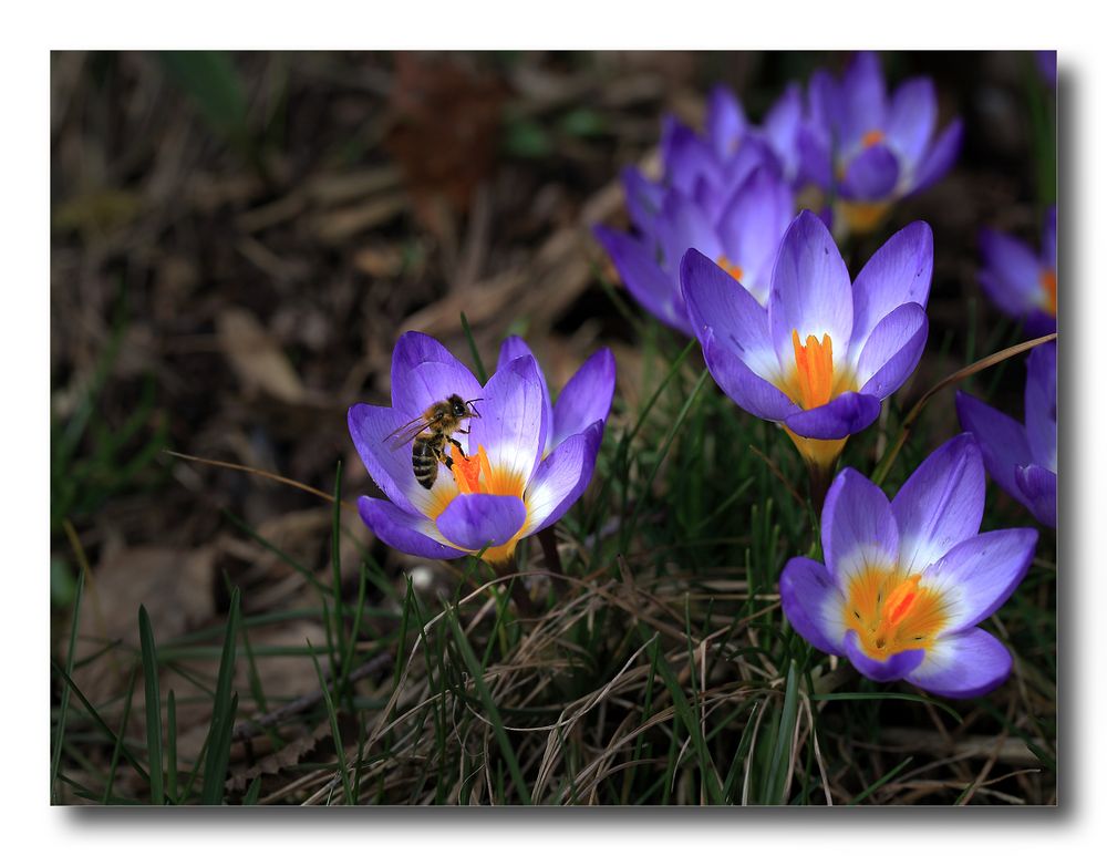 Besuch in den Blüten