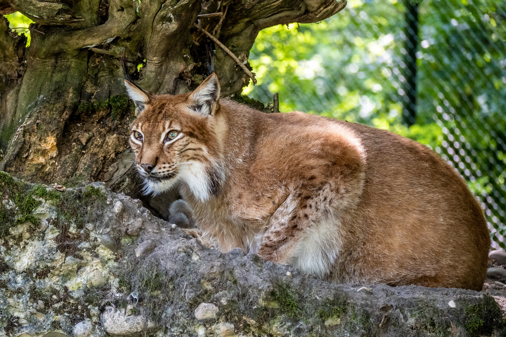 Besuch in den langen Erlen - DSC_0224