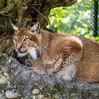 Besuch in den langen Erlen - DSC_0224