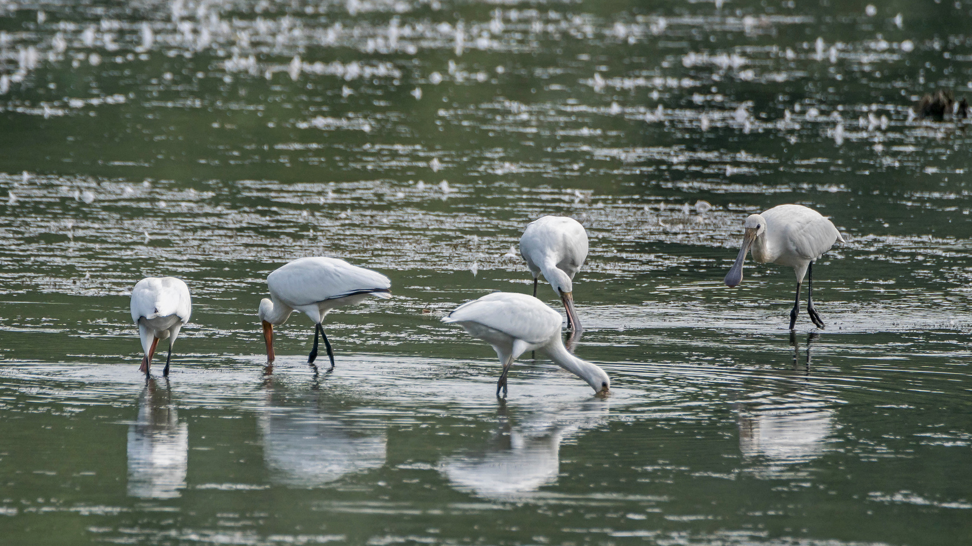 Besuch in den Rheinauen