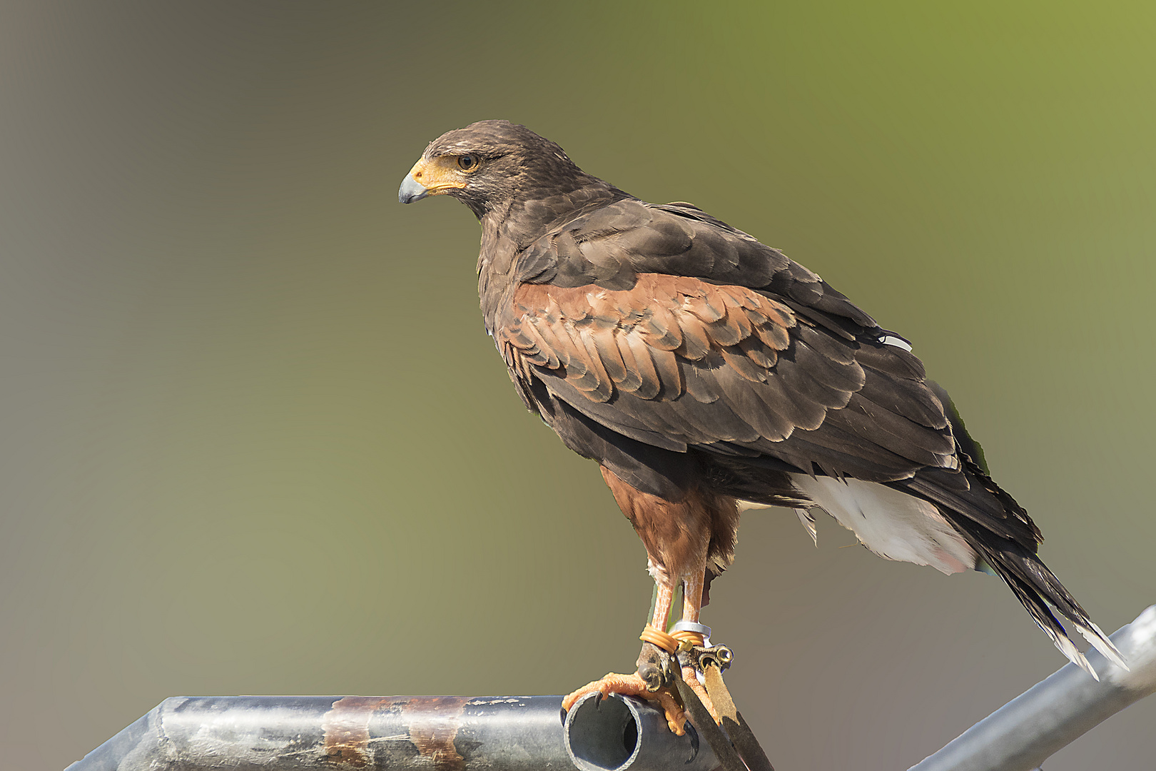 Besuch in der Adlerwarte Berlebeck 2