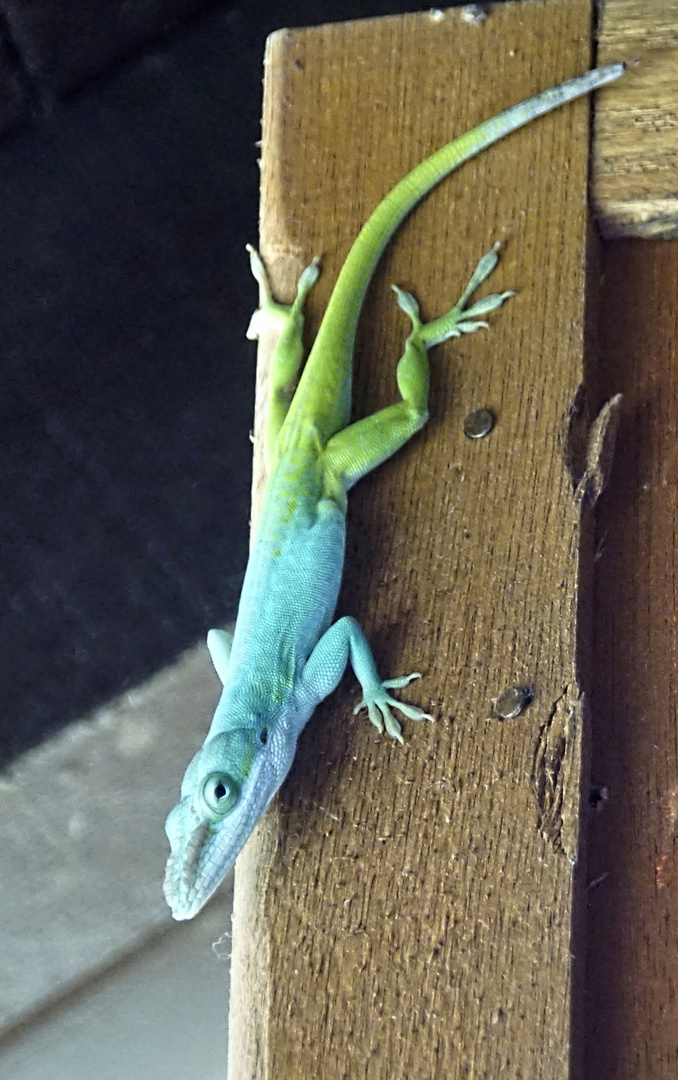 Besuch in der Berghütte