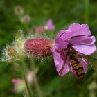 Besuch in der Blüte