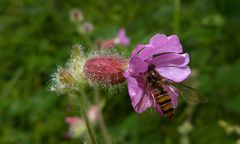 Besuch in der Blüte