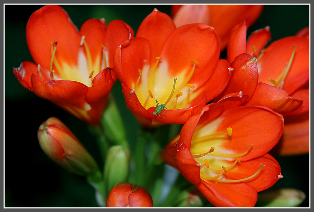 Besuch in der Blüte