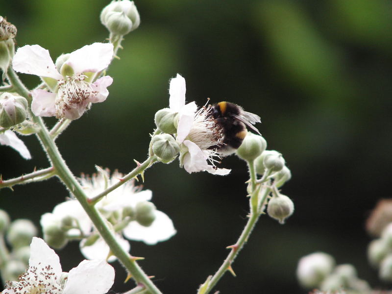 Besuch in der Brombeerblüte