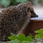 Besuch in der Dämmerung