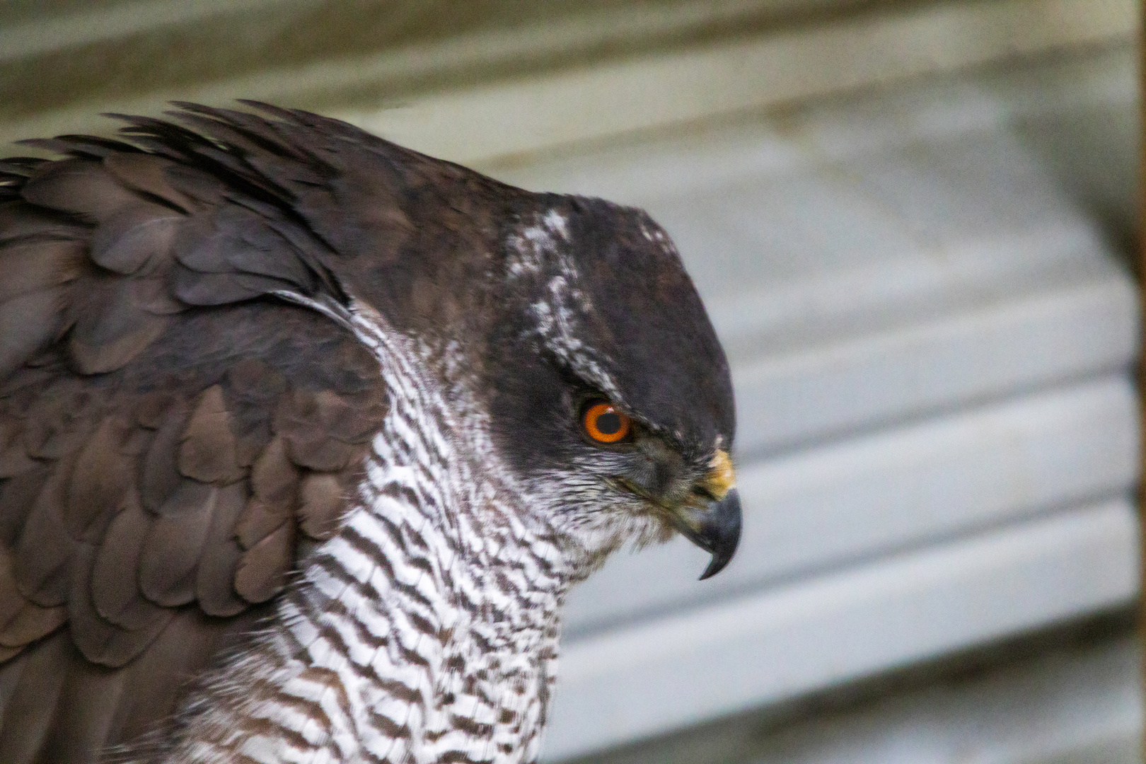 Besuch in der Falknerschule