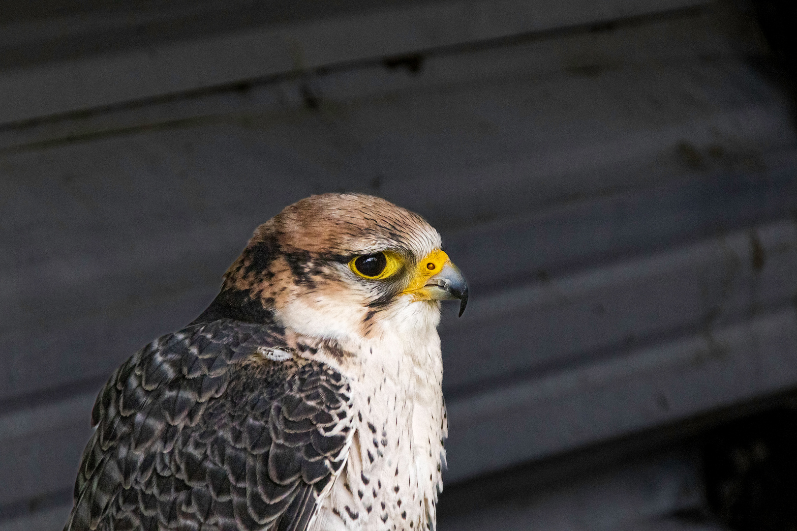 Besuch in der Falknerschule