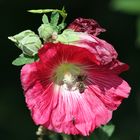 Besuch in der feigenblättrigen Stockrose.