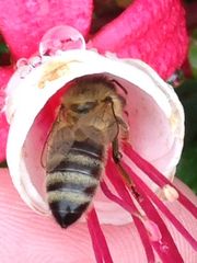 Besuch in der Fuchsienblüte