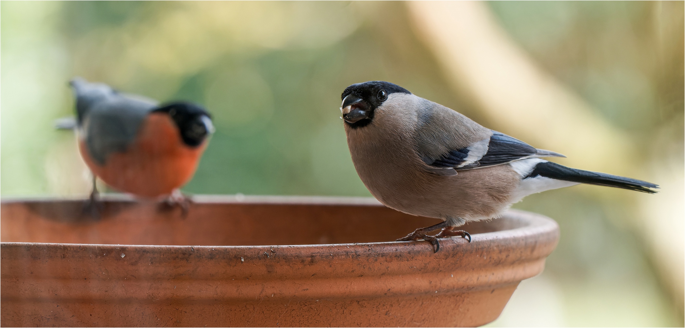 Besuch in der Futterschale  .....