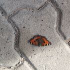 Besuch in der Garage