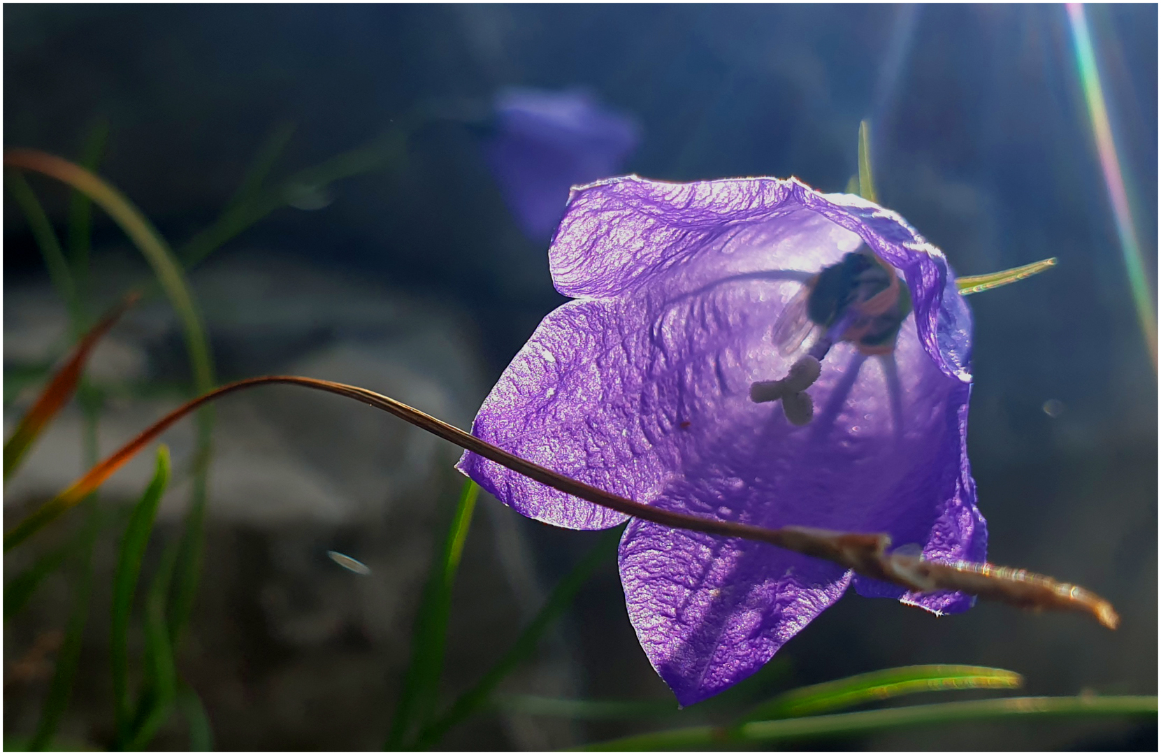 Besuch in der Glockenblume