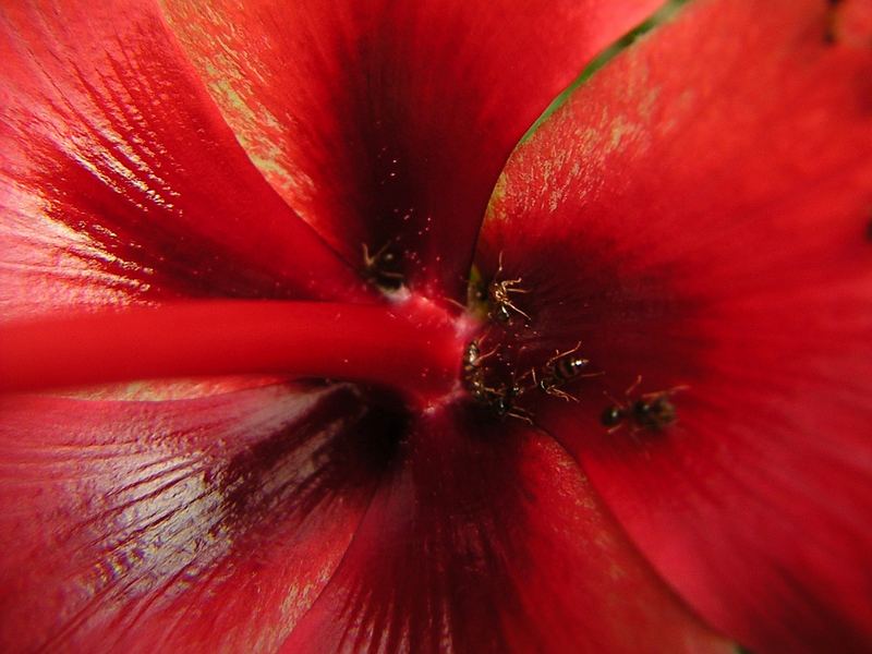 Besuch in der Hibiskusblüte