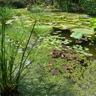 Besuch in der Kölner Flora (1)