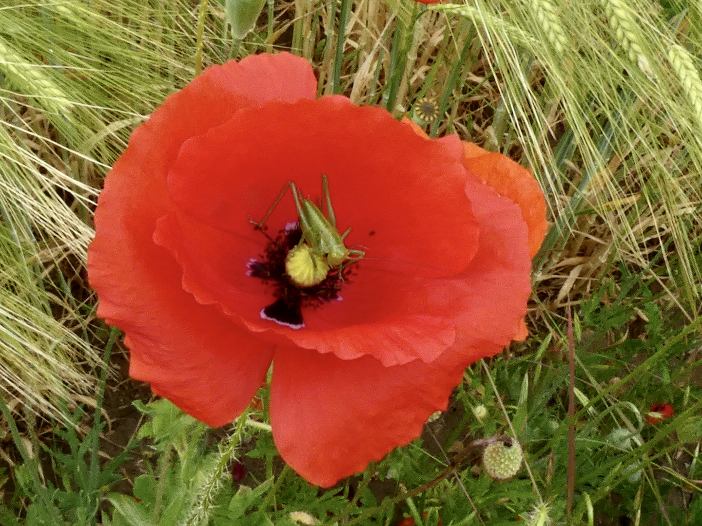 Besuch in der Mohnblume