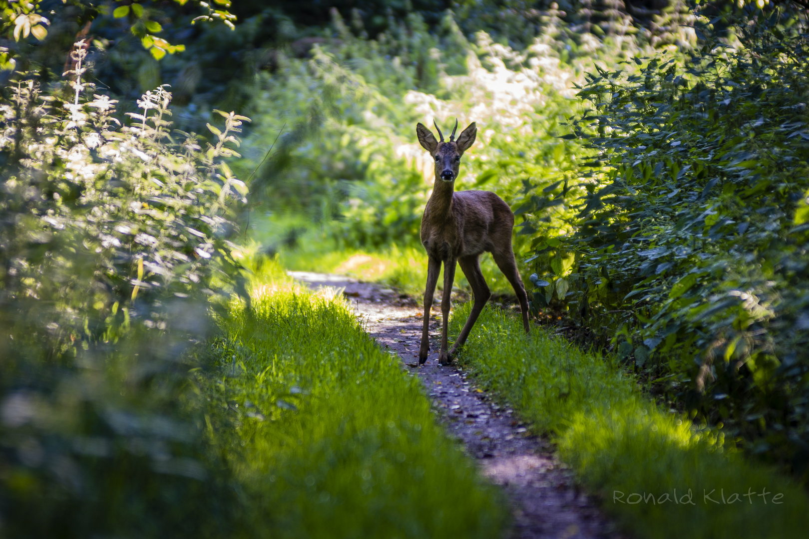 Besuch in der Morgenstunde