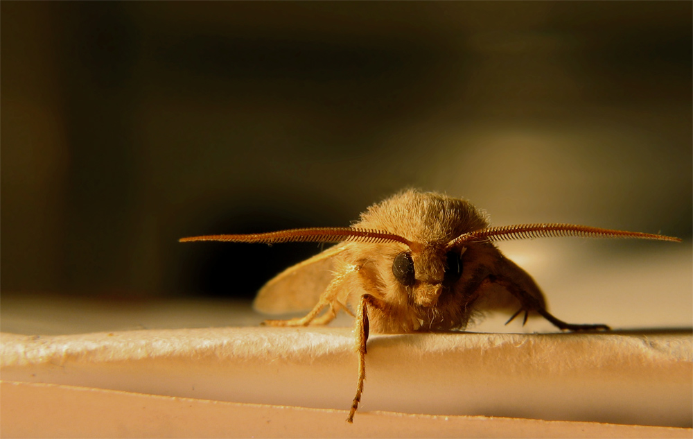 besuch in der nacht