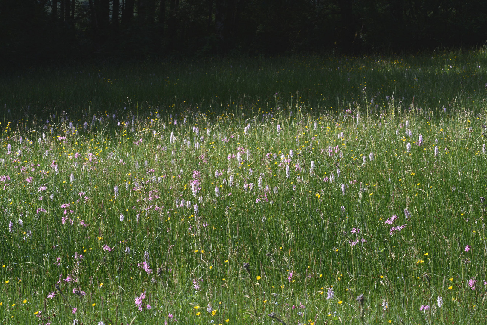 Besuch in der Orchideenwiese