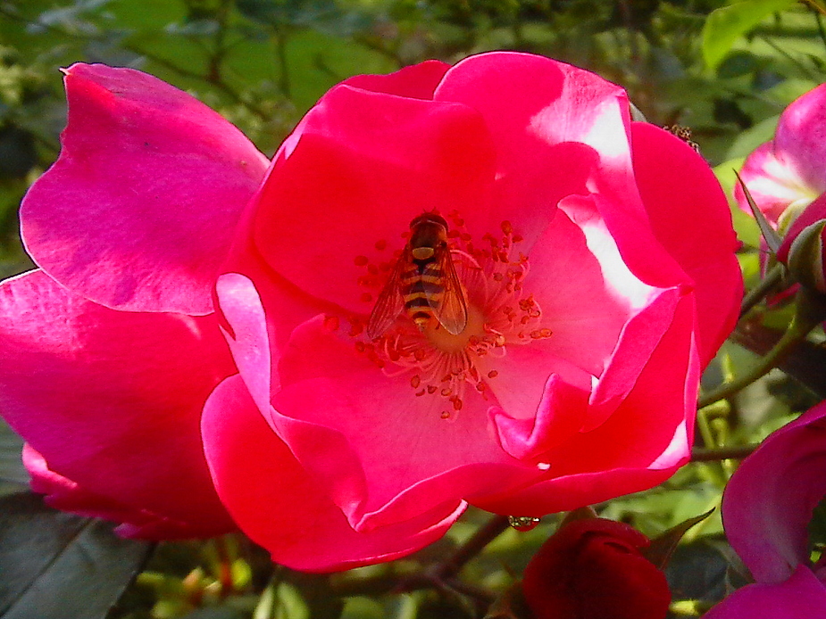 Besuch in der Rose