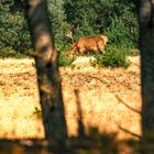 Besuch in der Schönower Heide