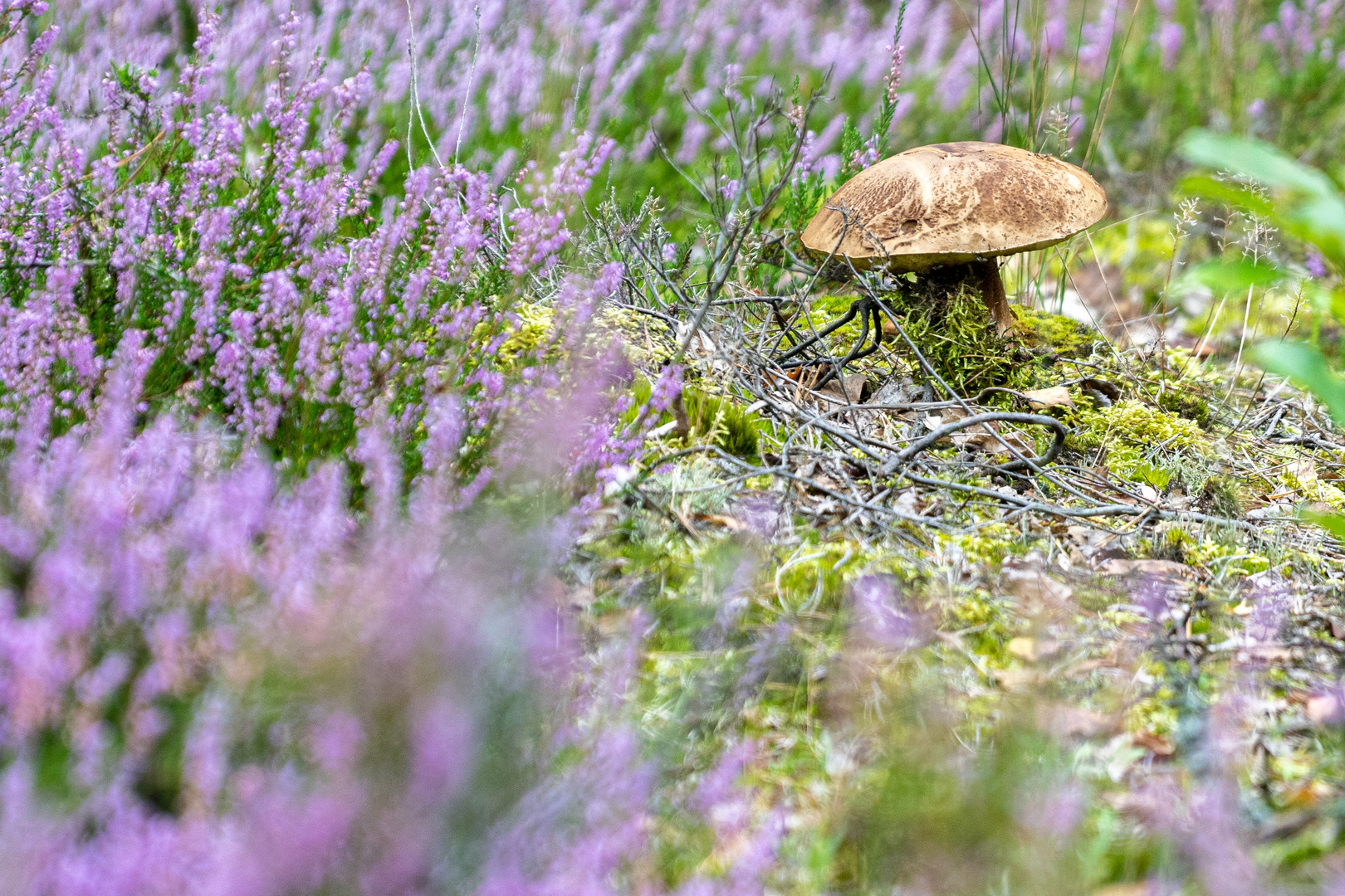 Besuch in der Schönower Heide