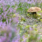 Besuch in der Schönower Heide