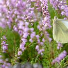 Besuch in der Schönower Heide